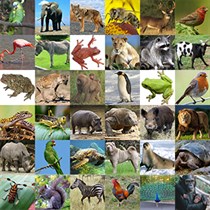 Animal Sounds Audio logo