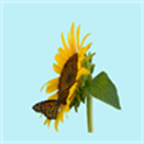 Hyde Park Flowers logo