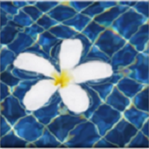 Thought Of The Day ( TOTD ) logo