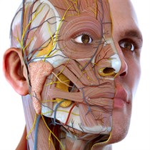 Visual Anatomy 3D - Human logo