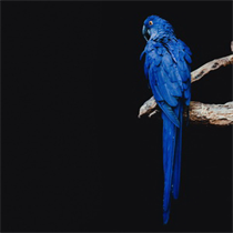 Wallpapers - Birds logo